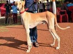 'Desi' Dogs To Chase Away Birds From Runaways For IAF