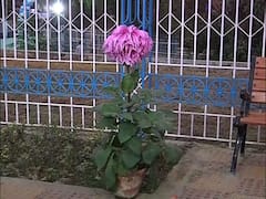 WB Election 2021: রাজনীতির রং এবার ফুলেও!