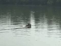 Tiger At Sunderbans Photos: মাত্র কয়েক ফুট দূরেই রয়্যাল বেঙ্গল টাইগার!