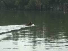 Tiger At Sunderbans Photos: মাত্র কয়েক ফুট দূরেই রয়্যাল বেঙ্গল টাইগার!