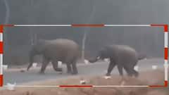 When 50 elephants were captured on camera while crossing NH in Odisha