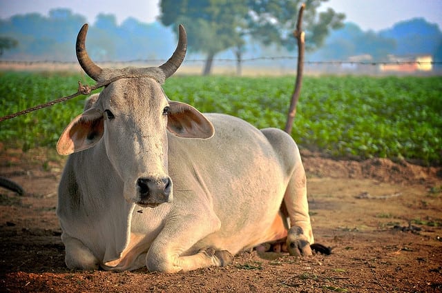 UGC Asks Universities To Encourage Students To Take ‘Cow Science’ Exam UGC Secretary Pens A Letter To VCs Asking To Urge Students Appear For 'Cow Science' Exam
