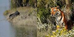 Tiger Crocodile Face Off Photos: হঠাৎ বাঘে-কুমীরে মুখোমুখি! তারপর..?