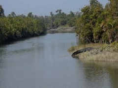 Tiger Crocodile Face Off Photos: হঠাৎ বাঘে-কুমীরে মুখোমুখি! তারপর..?