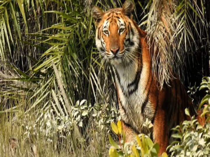 সুন্দরবনে বাঘে-কুমীরে মুখোমুখি।  এই ছবি ধরা পড়ল এক পর্যটকের ক্যামেরায়।