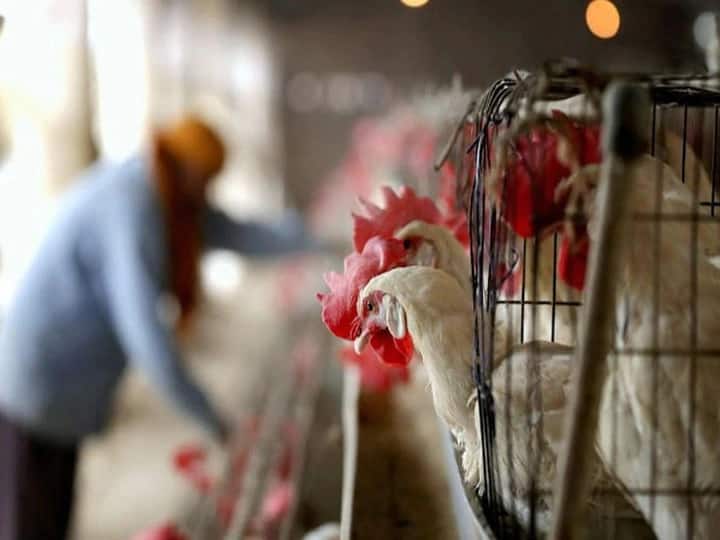 Avian Flu Crisis Russia confirms detected first case H5N8 avian flu transmission humans Avian H5N8 Flu in Humans: ਇਨਸਾਨਾਂ 'ਚ ਪਹੁੰਚਿਆ ਬਰਡ ਫਲੂ ਦਾ ਵਾਇਰਸ, ਪੋਲਟਰੀ ਫਾਰਮ 'ਚ 7 ਲੋਕ ਸੰਕਰਮਿਤ 