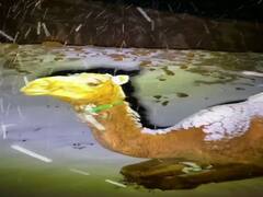 Saudi Arabia Weather: সৌদি আরবে তুষারপাত!