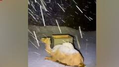 Unusual heavy snowfall hit Saudi Arabia, 'desert ship' covered in snow
