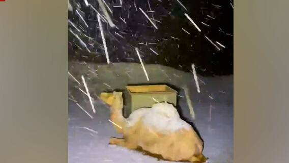 Unusual heavy snowfall hit Saudi Arabia, 'desert ship' covered in snow