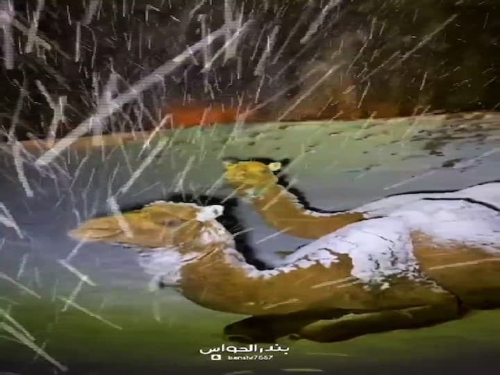 মরুভূমিতে তুষারপাত! এই বিরল ঘটনা দেখা গেল সৌদি আরবের তাবুক অঞ্চলে।