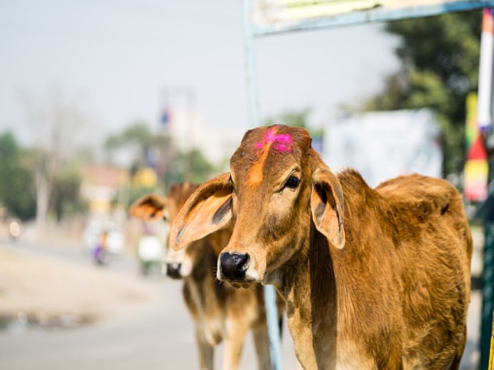 Cows To Get A Free Ambulance Service In Poll Bound UP