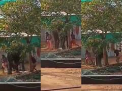 TN: Two Mahouts Arrested For Mercilessly Beating Temple Elephant 'Jayamalyatha'; Act Caught On Cam (Watch)