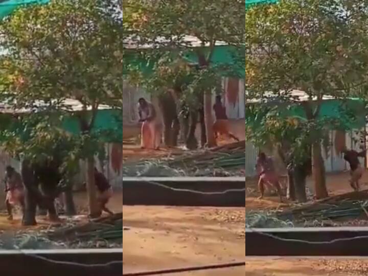 Coimbatore Mahouts Beat Temple Elephant In Rejuvenation Camp Arrested TN: Two Mahouts Arrested For Mercilessly Beating Temple Elephant 'Jayamalyatha'; Act Caught On Cam (Watch)