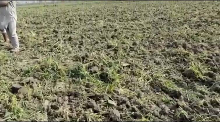 Karnal Farmer Damage his wheat crop against farmers protest ਖੇਤੀ ਕਾਨੂੰਨਾਂ ਦੇ ਵਿਰੋਧ 'ਚ ਕਿਸਾਨ ਨੇ ਵਾਹੀ 5 ਏਕੜ ਕਣਕ ਦੀ ਫ਼ਸਲ