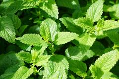 Mint Leaves Benefits: নাম পুদিনা, উপকার নানা