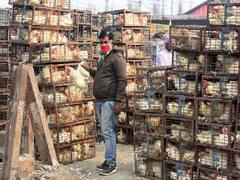 Breaking News HIGHLIGHTS: Bird Flu Confirmed In Maharashtra's Palghar; Chicken Shops Closed For 21 Days