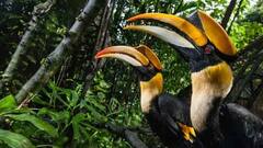 Alipore Zoo: আলিপুর চিড়িয়াখানাতে থেকে 'চুরি' ৩টি বিদেশি পাখি