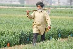 ਸਾਵਧਾਨ! ਫਸਲ ਬੀਮਾ ਯੋਜਨਾ ਦਾ ਲਾਹਾ ਲੈਣ ਲਈ ਕਰਨਾ ਪਏਗਾ ਇਹ ਕੰਮ, ਨਹੀਂ ਤਾਂ ਹੋਏਗਾ ਨੁਕਸਾਨ