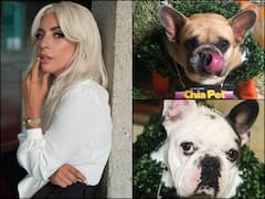 Assailants Shoot Lady Gaga's Dog Walker, Singer Offers $500K Reward In Return Of Her Stolen Pets