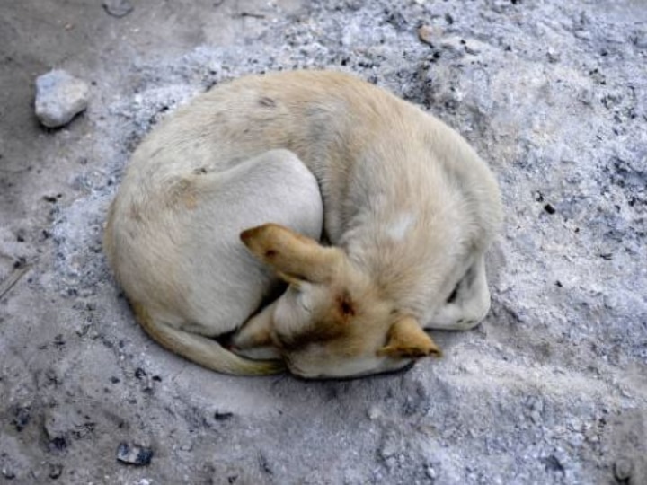 why do puppies die of parvo