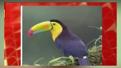 Alipore Zoo Stolen Case: পাখি চুরির ঘটনার জের, চিড়িয়াখানা থেকে সরানো হল ২ নিরাপত্তা রক্ষীকে