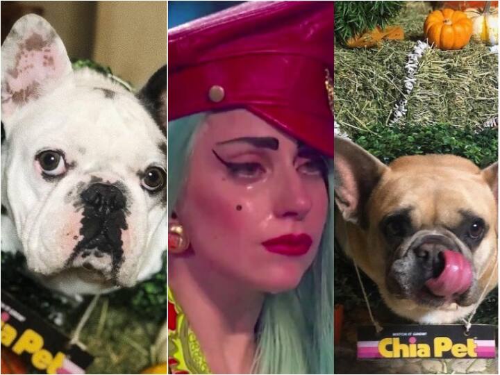 Lady Gaga's Dog Walker Shot & Her Two French Bulldogs Stolen; Oscar-Winner Singer Offers USD 500,000 Reward For Their Safe Return! Lady Gaga's Dog Walker Shot & Her Two French Bulldogs Stolen; Oscar-Winner Singer Offers USD 500,000 Reward For Their Safe Return!