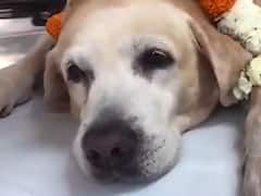 Watch | After 11 Years Of Service 'Sniffer Spike' Retires From Service; Special Farewell By Nashik Police