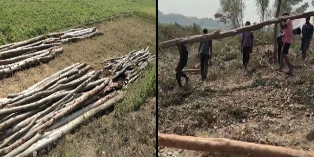 Paschim Midnapore: Tree cut without giving tender, accused TMC ruled Gram panchayat টেন্ডার ছাড়াই গাছ কাটার অভিযোগ, কাঠগড়ায় তৃণমূল