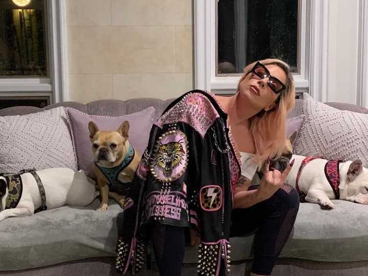 Lady Gaga's Dogs Return Unharmed 2 Days After Being Stolen Lady Gaga's Dogs Return Unharmed 2 Days After Being Stolen
