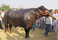 ਦੁਨੀਆ ਦਾ ਸਭ ਤੋਂ ਮਹਿੰਗਾ ਝੋਟਾ, ਯੁਵਰਾਜ ਦੀ ਕੀਮਤ 9 ਕਰੋੜ !