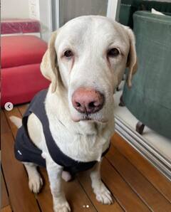 Mimi Chakraborty Pics: ক্যানসারে আক্রান্ত পোষ্য়কে নিয়ে চেন্নাই পাড়ি মিমির, সুস্থতা কামনায় রাজ