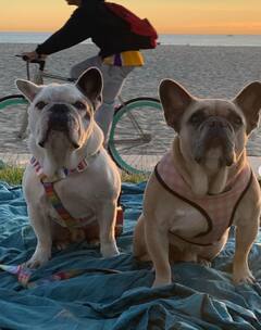 Lady Gaga's Dog Walker Shares Hospital Pics, Recounts Horrifying Moment When He Was Shot In Violent Robbery!