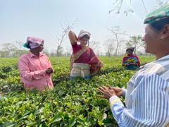 ਜਦੋਂ ਪ੍ਰਿੰਯਕਾ ਗਾਂਧੀ ਨੇ ਮਜ਼ਦੂਰਾਂ ਨਾਲ ਤੋੜੀ ਬਾਗਾਂ 'ਚੋਂ ਚਾਹ ਪੱਤੀ, ਵੇਖੋ ਤਸਵੀਰਾਂ