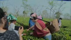 Priyanka Gandhi spotted plucking tea leaves before election rally in Tezpur