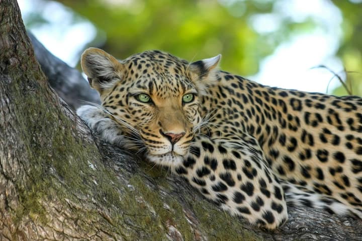 Meerut seriously injured leopard rescued by forest officials sent to Etawah safari for treatment Meerut News: मेरठ में मिले तेंदुए के शरीर पर मिलीं कई चोटें, इलाज के लिए भेजा गया इटावा सफारी