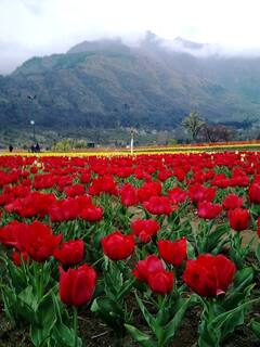 IN PICS | Asia's Largest Tulip Garden In Kashmir Set To Welcome Tourists