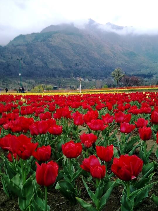 Good news for people who love Tulips - Asia's largest Tulip garden in Kashmir is going to welcome visitors very soon, where this time around more than 1.4 million flowers will be blooming for them to see! According to officials, if everything goes well, the Tulip garden of Kashmir would be opened for tourists from March 20 to 25.