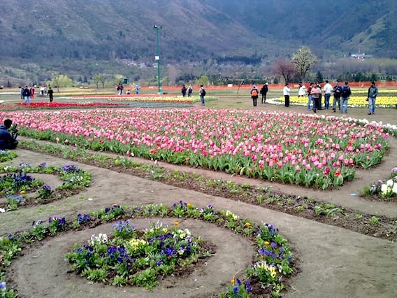 This time the weather had given great concern to the people working in the garden. To begin with, it was the snowfall in winter that was feared to damage the flowers and then sudden heat wave in February stoked the concerns further. Fortunately, the weather conditions have improved in the month of March so people will be able to enjoy the view of the garden by visiting from March 20 to 25.