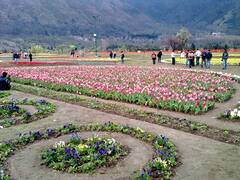 Kashmir Tulip Garden: পর্যটকদের স্বাগত জানাতে প্রস্তুত টিউলিপ বাগান