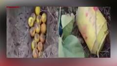 West Bengal Elections 2021: কালিয়াচক থেকে উদ্ধার জ্যারিকেন ভর্তি বোমা