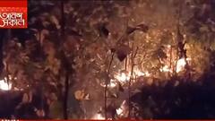 Forest Fire: শুশুনিয়া পাহাড়ে হঠাৎ জঙ্গলে আগুন, পুড়ে ছাই বহু গাছ