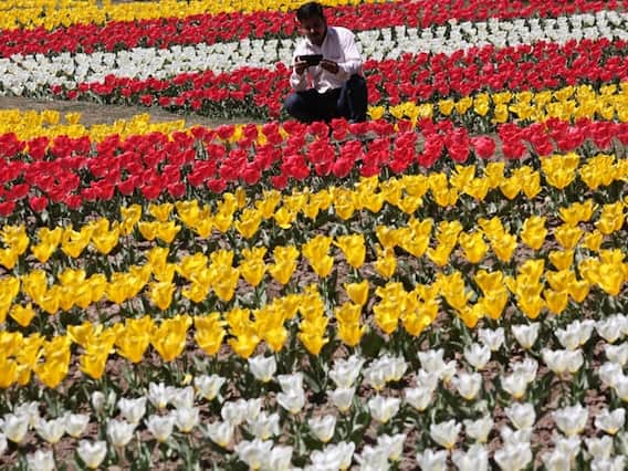 Asia's largest Tulip garden spanning across an area of 120 acres has more than 18 lakh Tulip flowers of 90 varieties planted in. The authorities have also changed the design of the garden by installing waterfalls and fountains like those seen in Mughal gardens. (File Photo: AFP)