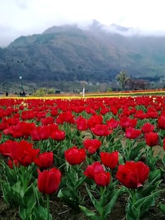 Kashmir Tulip Garden: পর্যটকদের স্বাগত জানাতে প্রস্তুত টিউলিপ বাগান