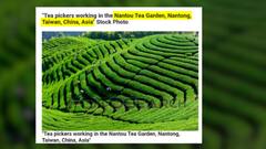 Assam Polls: Controversy over Cong tea garden advertisement, Biswa Sarma says, this is Taiwan's pic