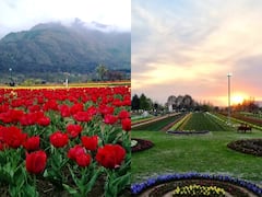 IN PICS | Asia's Largest Tulip Garden In Kashmir Set To Welcome Tourists