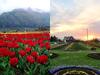 IN PICS | Asia's Largest Tulip Garden In Kashmir Set To Welcome Tourists