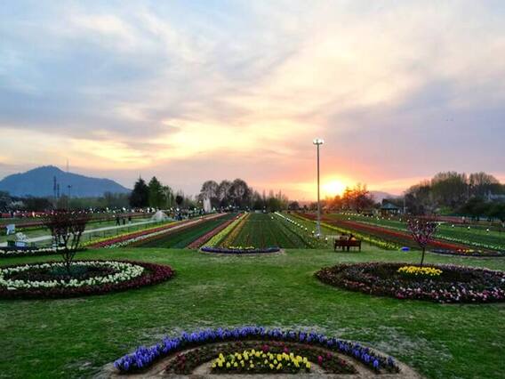 Situated in the heart of the Zabarvan Mountains of Srinagar .. Asia's largest tulip garden has a large number of workers and gardeners engaged in making the beautiful arrangements of flowers. Even though there is two weeks left, they are all busy ensuring everything goes well as any kind of negligence can dampen the effect of the place. (File Photo: Getty Images)