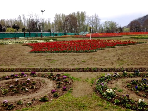 According to Inam-u-Rahman, the director of Tulip Garden, this time several changes have been made in the garden to woo the tourists and people will get to see the Tulip flowers for more days. Last year, people could not get the opportunity to see the garden because of Covid-19 pandemic, but this year a large number of tourists are expected to come to the garden!