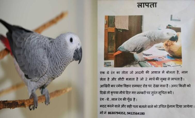Aligarh Police Looking For A Surgeon's Missing Parrot Name 'Mitthu' Aligarh: UP Police In The Search Of A Surgeon's Daughter's Missing English Speaking Parrot 'Mitthu'