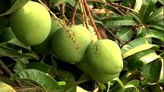 Alphonso | तीव्र उन्हाचा हापूस आंब्यावर परिणाम, वाढत्या तापमानामुळे आंबा बागायतदार चिंतेत